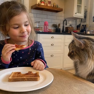 Cat staring at a child's toast at the breakfast table